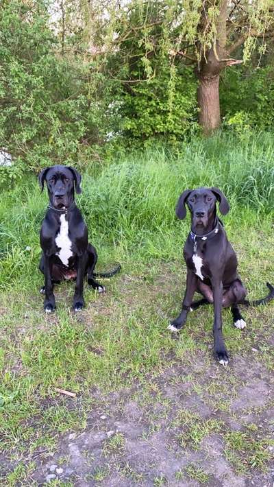 Deutsche Doggen Besitzer zeigt euch-Beitrag-Bild