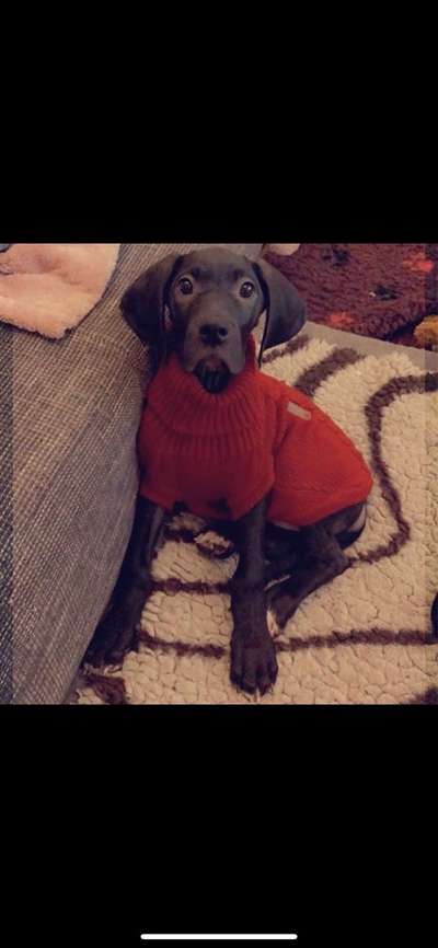 Deutsche Doggen Besitzer zeigt euch-Beitrag-Bild