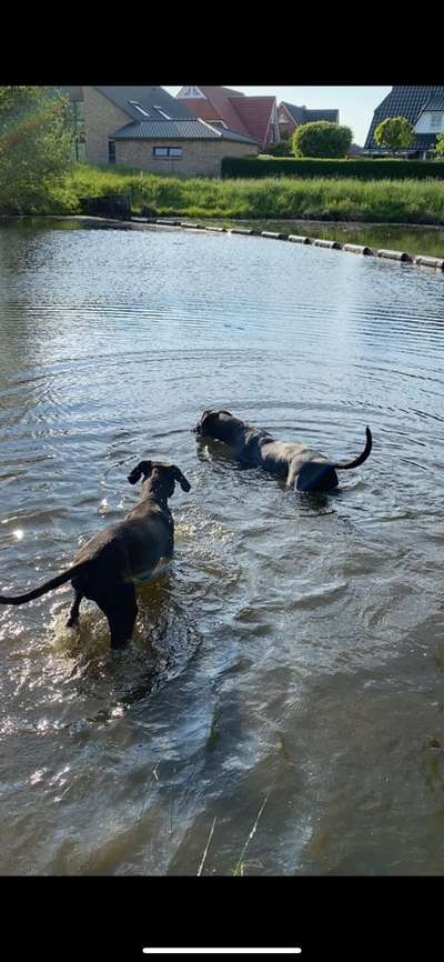 Deutsche Doggen Besitzer zeigt euch-Beitrag-Bild