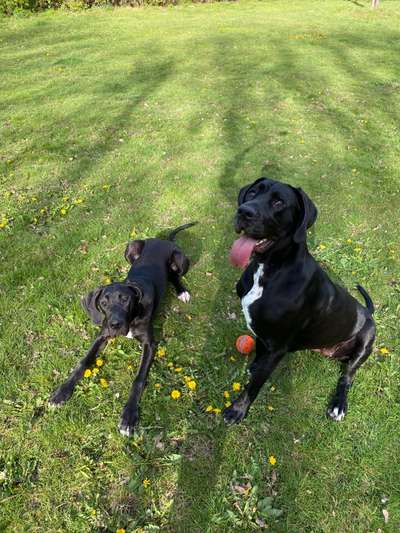 Deutsche Doggen Besitzer zeigt euch-Beitrag-Bild