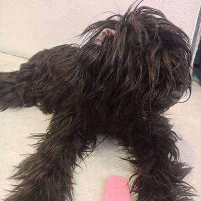 Hundetreffen-Gemeinsame Gassirunde mit gelegentlich kurzen Übungen-Profilbild