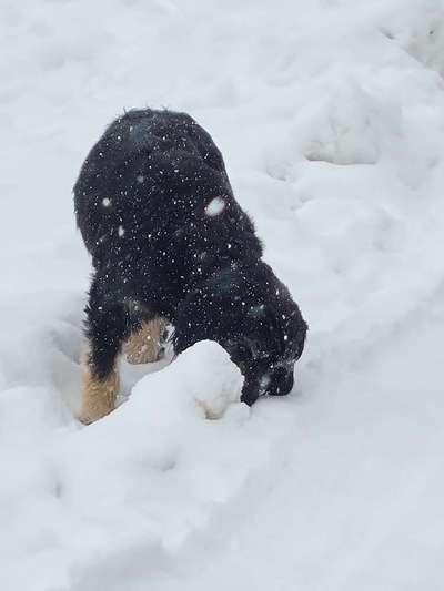 Schönsten Schnee Videos/Bilder-Beitrag-Bild