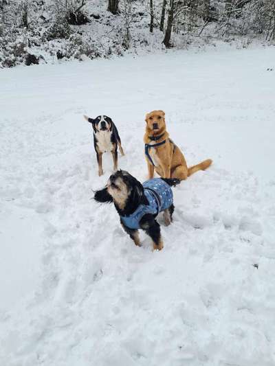 Schönsten Schnee Videos/Bilder-Beitrag-Bild