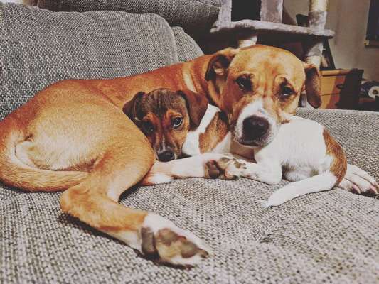 Postet das beste Foto von euren 4 beinern-Beitrag-Bild