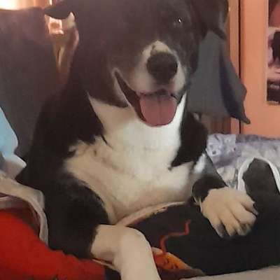 Hundetreffen-Spiel-und Gassifreunde gesucht-Bild