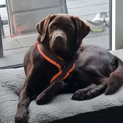 Hundetreffen-Waldrunde mit Matti-Bild