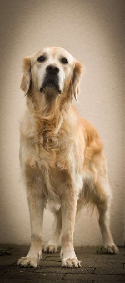 Wo sind die Golden Retriever Liebhaber?-Beitrag-Bild