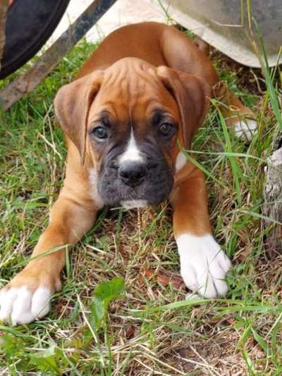 Die Dogorama Kalender Challenge 4/4-Beitrag-Bild