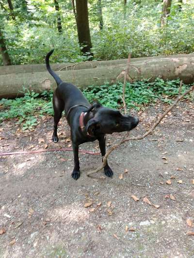 Die Dogorama Wochen Challenge-Beitrag-Bild