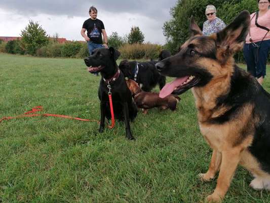 Hundeauslaufgebiet-Walldorf-Bild