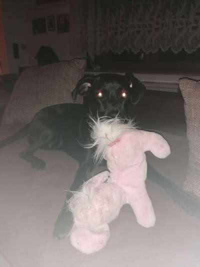 Die Dogorama Wochen Challenge-Beitrag-Bild