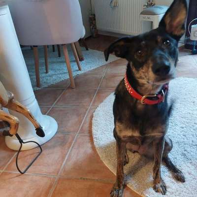 Hundetreffen-Joy sucht neue Freundschaften:-)-Bild