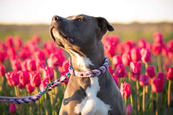 Foto's und Hundemodels-Beitrag-Bild