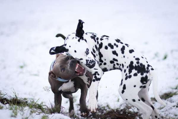 Foto's und Hundemodels-Beitrag-Bild