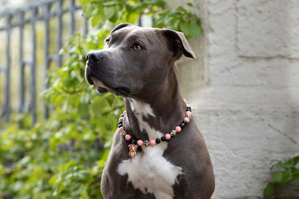 Foto's und Hundemodels-Beitrag-Bild