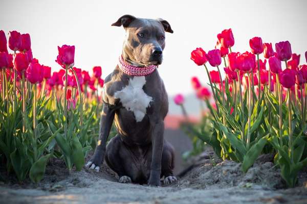 Foto's und Hundemodels-Beitrag-Bild