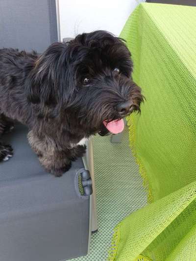 Wie kamst du zu deinem Hund?-Beitrag-Bild