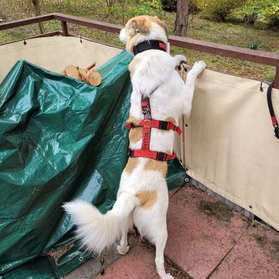 Hundetreffen-Kuki und Herrchen/Frauchen mit Spaß an ausgiebigen Gassigehen-Bild