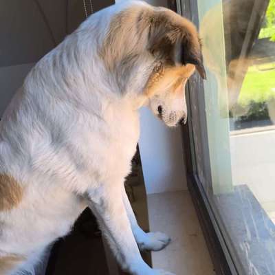Hundetreffen-Kuki und Herrchen/Frauchen mit Spaß an langem Gassigehen-Bild