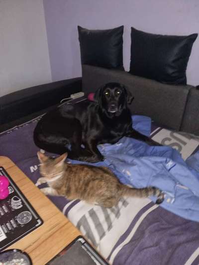 Labradorfans-Beitrag-Bild