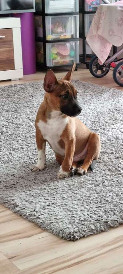 Mischlinge raten - Rätselspaß-Beitrag-Bild