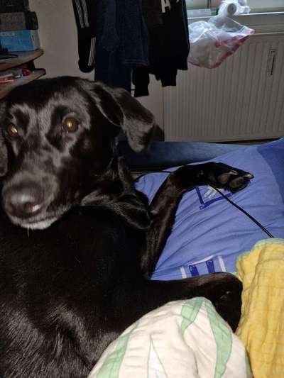 Mischlinge raten - Rätselspaß-Beitrag-Bild