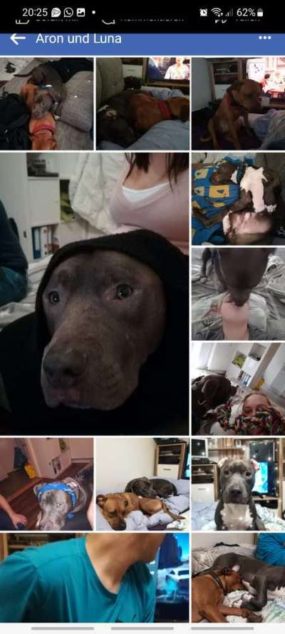 Hundeangriff in Griechenland - wie verhindern, vorbeugen?-Beitrag-Bild