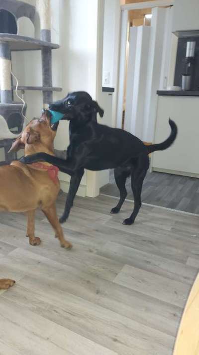 Mischlinge raten - Rätselspaß-Beitrag-Bild