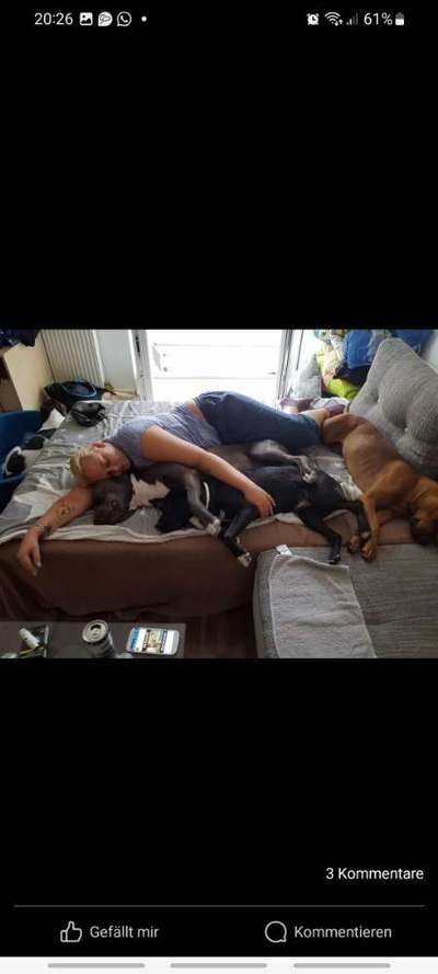 Hundeangriff in Griechenland - wie verhindern, vorbeugen?-Beitrag-Bild