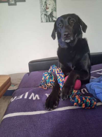 Labradorfans-Beitrag-Bild