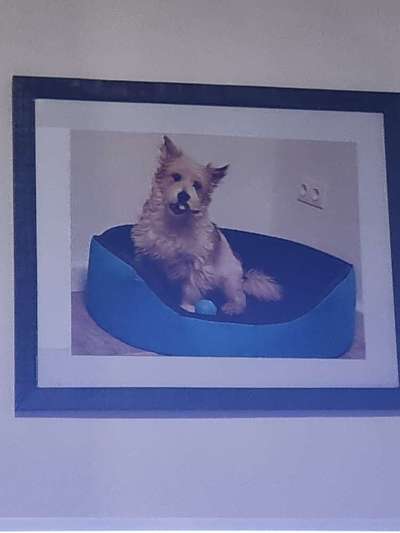 Mischlinge raten - Rätselspaß-Beitrag-Bild