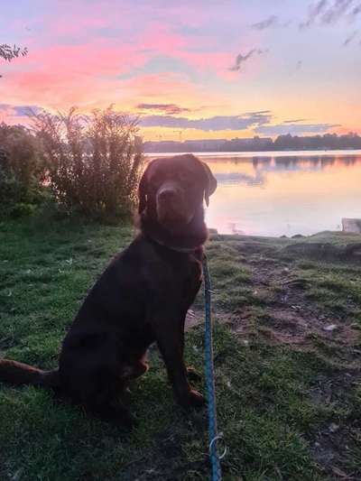 Postet das beste Foto von euren 4 beinern-Beitrag-Bild