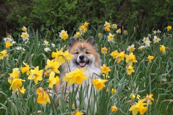 Die Dogorama Monats Challenge "Es grünt und blüht"-Beitrag-Bild