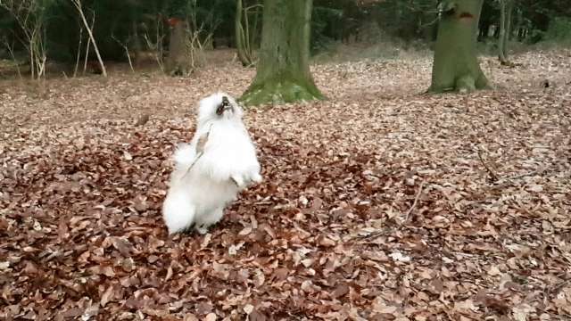 Die Dogorama Kalender Challenge Teil 1/4-Beitrag-Bild