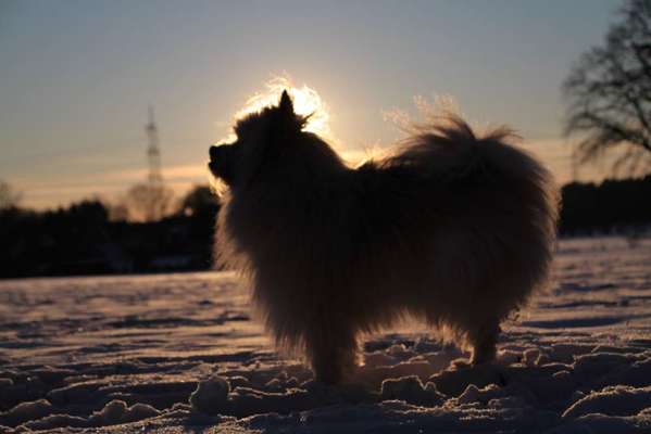 Lieblingsbild von euren Hunden?-Beitrag-Bild