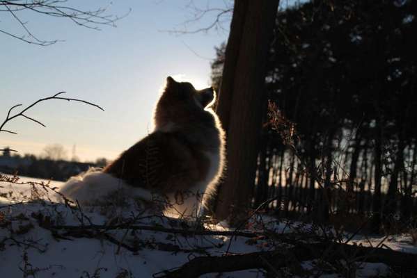 Lieblingsbild von euren Hunden?-Beitrag-Bild