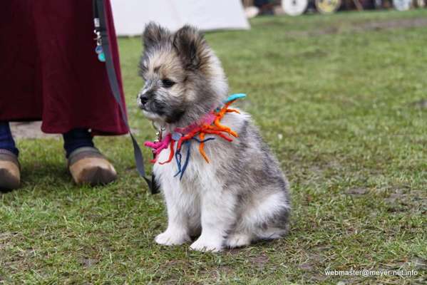 Welpen Bilder !-Beitrag-Bild