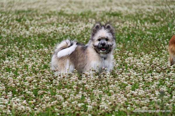 Die Dogorama Monats Challenge "Es grünt und blüht"-Beitrag-Bild