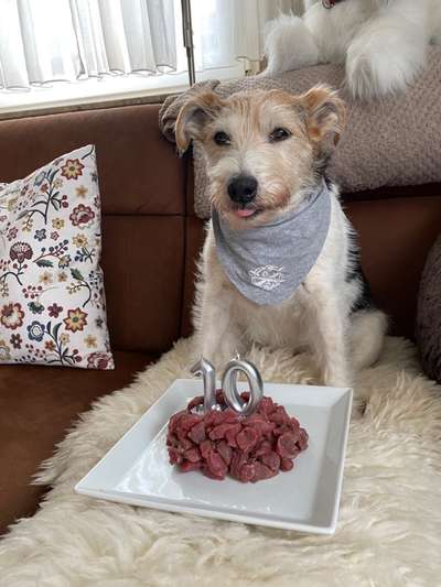 Wo sind die Jack und Parson Russell Terrier?-Beitrag-Bild