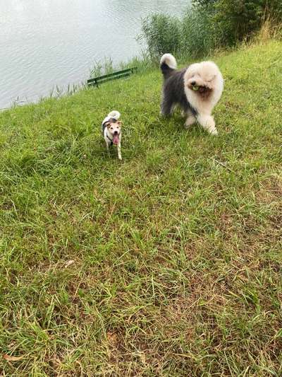 Reinrassige Hunde?-Beitrag-Bild