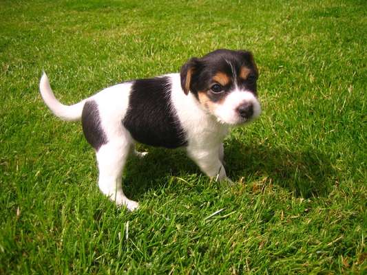 Das erste Bild eures Hundes-Beitrag-Bild