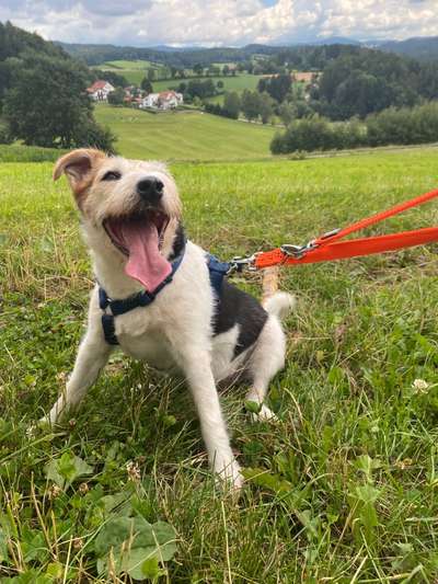 Warum liebst du deinen Hund?-Beitrag-Bild