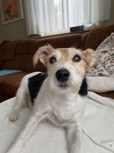 Wo sind die Jack und Parson Russell Terrier?-Beitrag-Bild