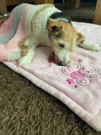 Zahnstein und Narkose beim älteren Hund-Beitrag-Bild