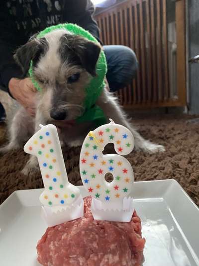 Warum liebst du deinen Hund?-Beitrag-Bild