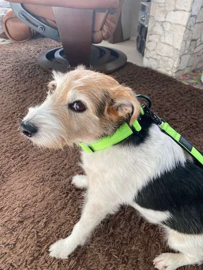 Jack Russell Terrier-Beitrag-Bild