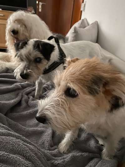 Wie oft gassi?-Beitrag-Bild