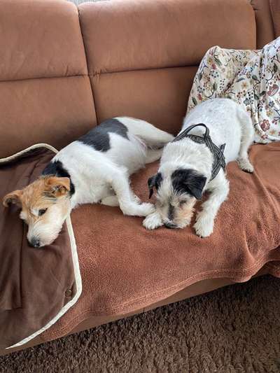 Wo sind die Jack und Parson Russell Terrier?-Beitrag-Bild