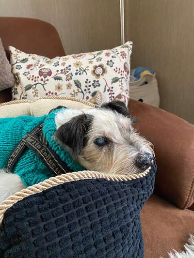 euer ältester Hund ?-Beitrag-Bild