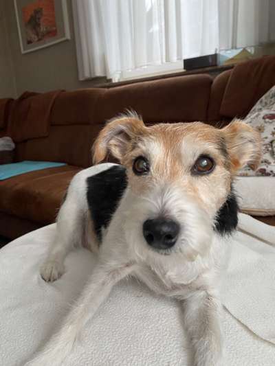 Jack Russell Terrier-Beitrag-Bild